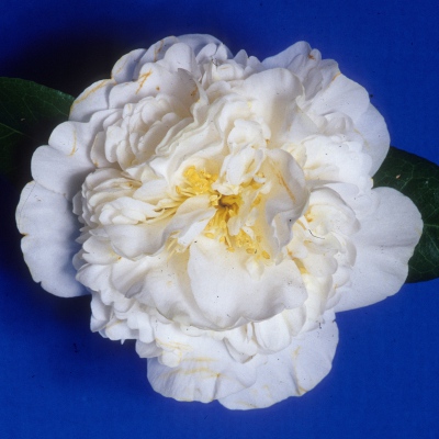Marie Goodlett